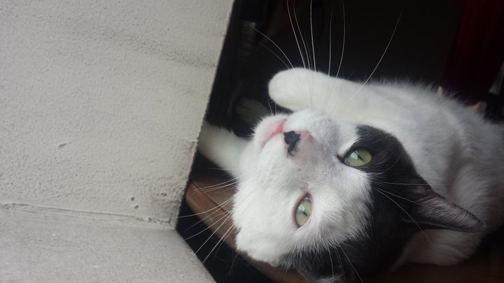 A cat with gray and white coloring. Researchers were surprised to find that survey participants reported these cats as having higher aggression levels as well.