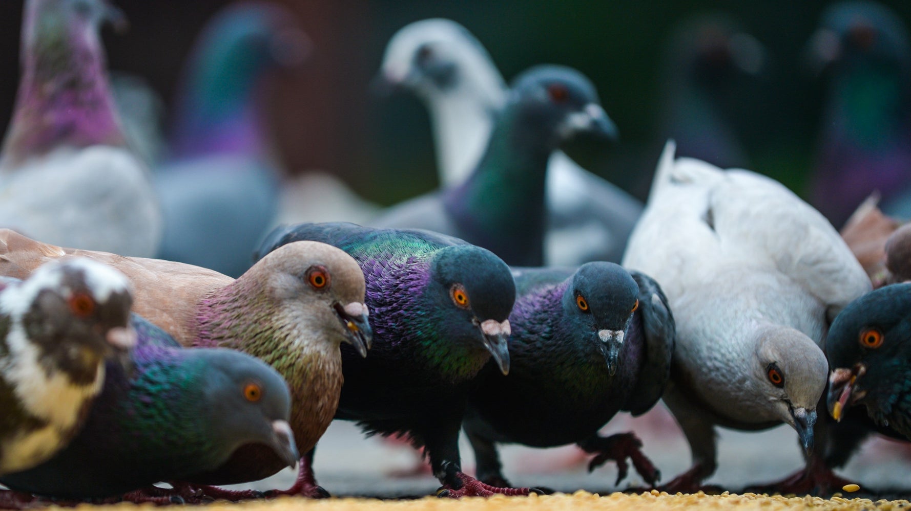 BagelPigeon Is Giving Pizza Rat Serious Competition Biology Diagrams