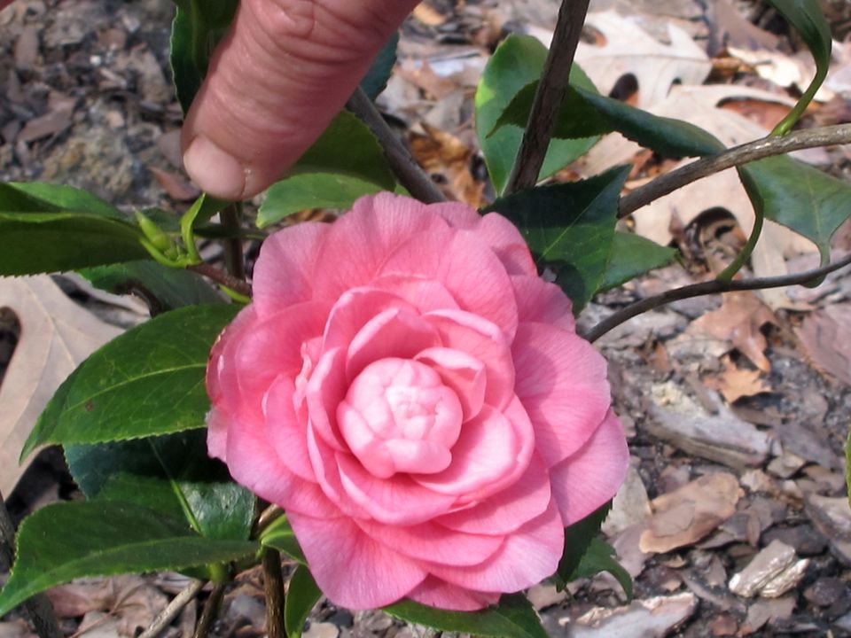 Alabama: Camellia