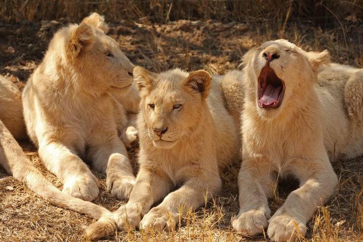 Watch: 2 male lions stalk and attack rival on airstrip 