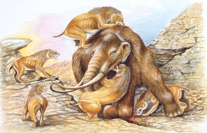 Illustration of herd of Homotherium attacking Mammoth.