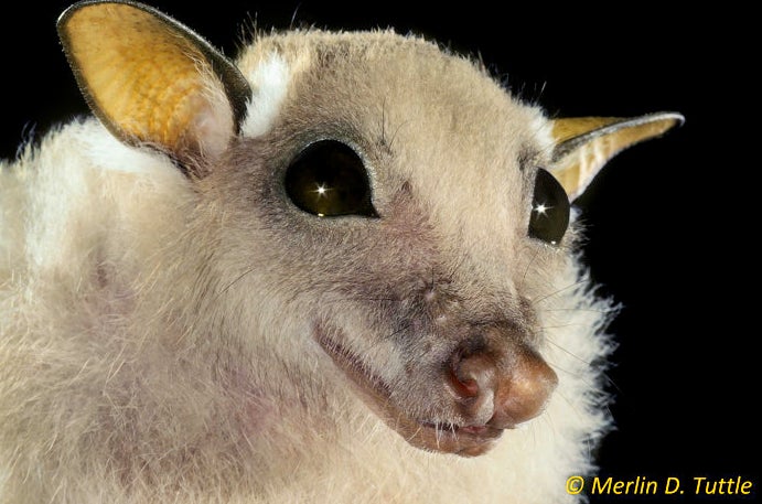 Minor epauletted bat from Kenya.