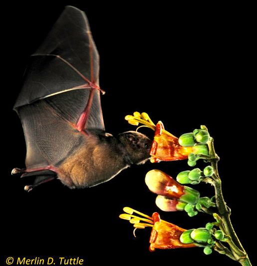 A brown long-tongued bat is pollinating a Tricanthera flower in Panama.