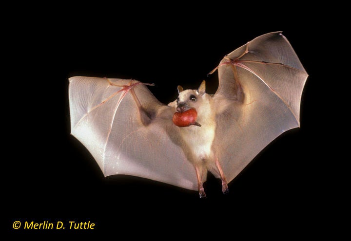 Ethiopian epauletted fruit bat carrying a fig in Kenya. Small fruit bats are the most efficient dispersers of wild figs worldwide.