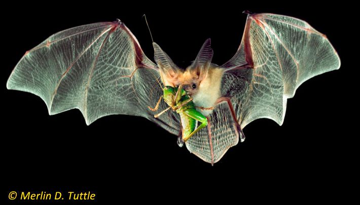 Pallid bat carrying a long-horned grasshopper in Texas.