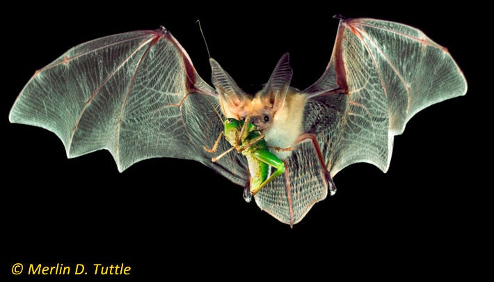 Pallid bat carrying a long-horned grasshopper in Texas.