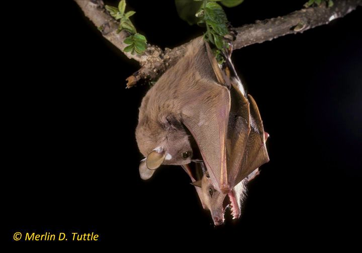 Minor epauletted bats mating in Kenya.