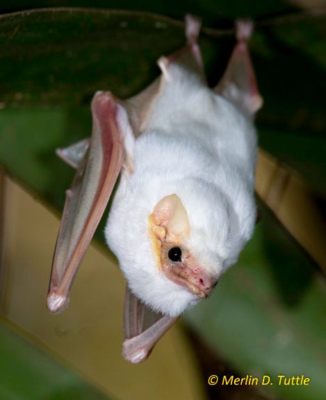 A northern ghost bat roosting in an American oil palm in Costa Rica. This is a rarely seen species.