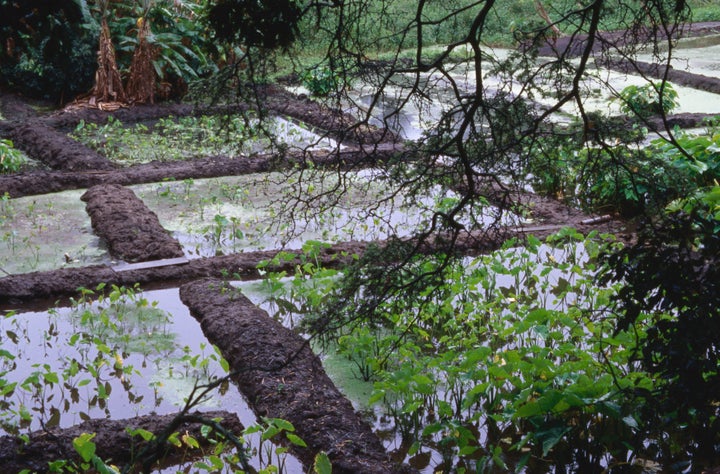 A taro patch in Kamalo, Molokai. Taro was a staple crop for the ancient Hawaiians.