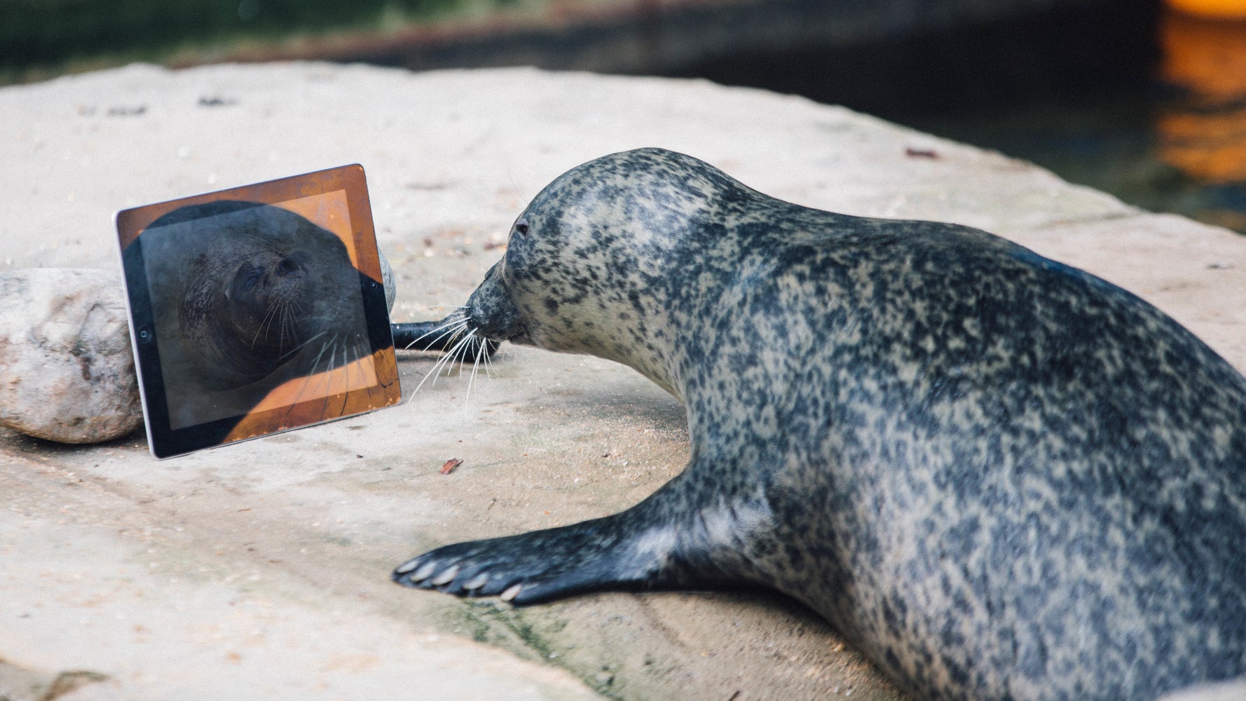 Seals FaceTime To Keep LongDistance Love Alive HuffPost(00)