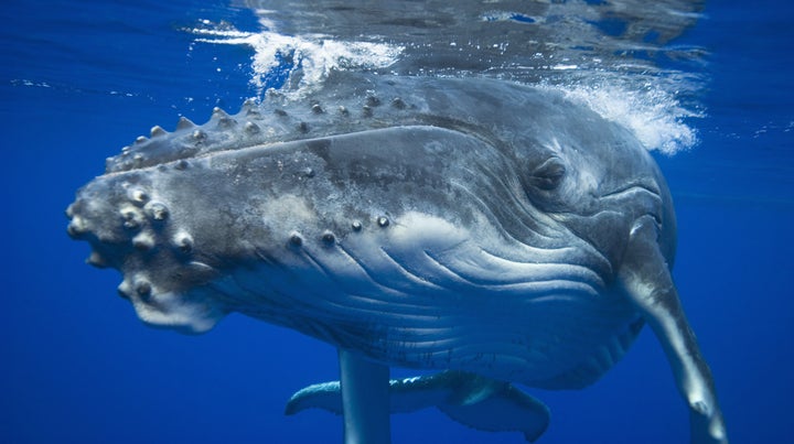 A decline in whale poop is disrupting the Earth's nutrient cycle, scientists say.