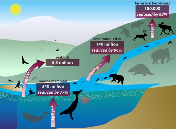 An interlinked system of animals carries nutrients from ocean depths to deep inland -- through their poop, urine and, upon death, decomposing bodies. The arrows show the estimated amounts of phosphorus and other nutrients that were moved or diffused historically -- and how much these flows have been reduced today. Grey animals represent extinct or reduced species.