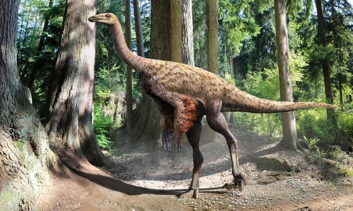 This is an illustration of Ornithomimus based on the recent findings of preserved tail feathers and soft tissue.