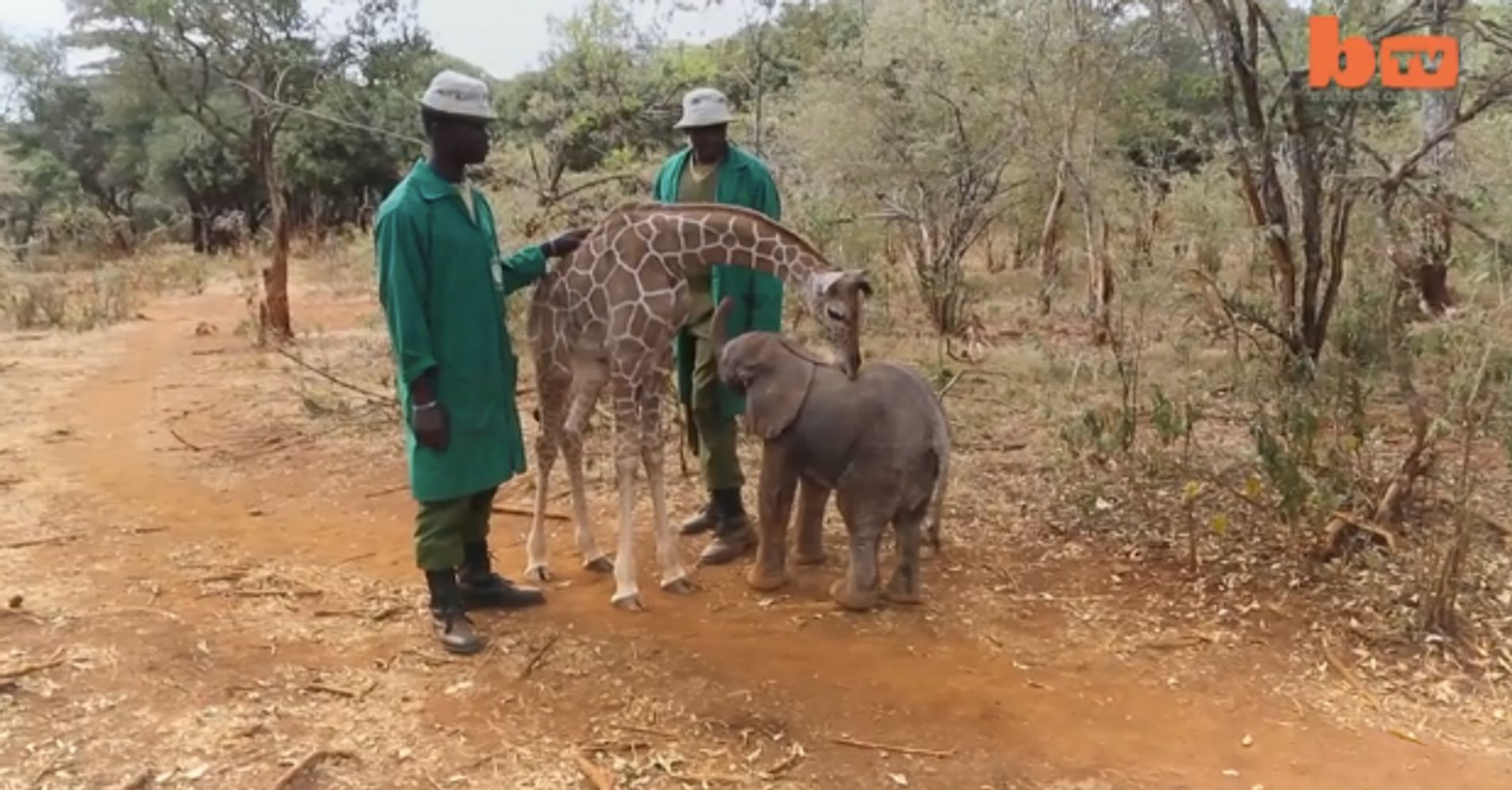 Baby Elephant And Baby Giraffe BFFs Are The Cutest Two Peas In A Pod ...