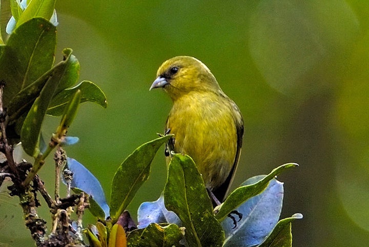 The 'Akeke'e, a greenish-yellow honeycreeper, is endemic to the Hawaiian island of Kauai.