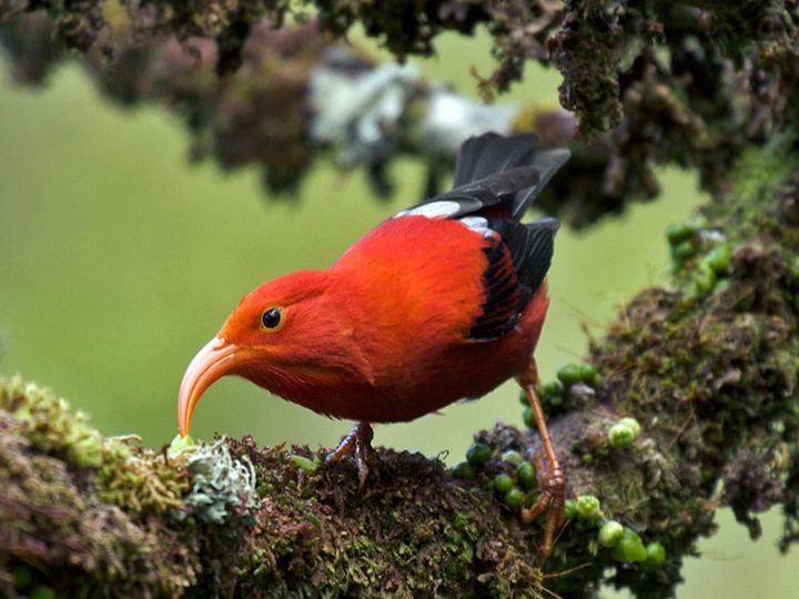 The 'I'iwi features a long, decurved pink bill, used to feed on nectar.