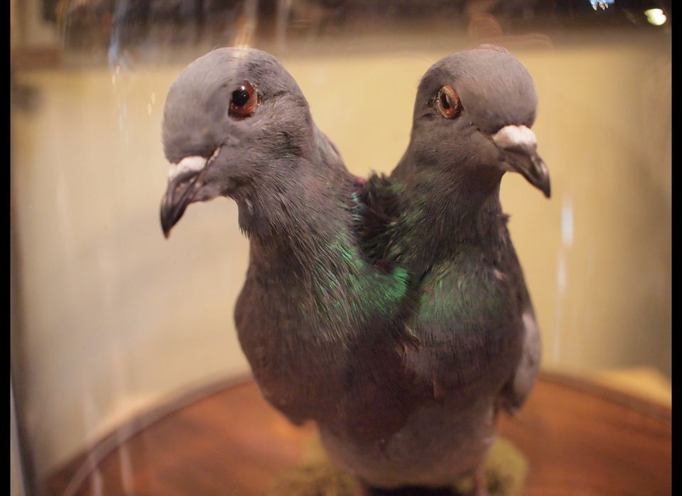 Two-headed Pigeon