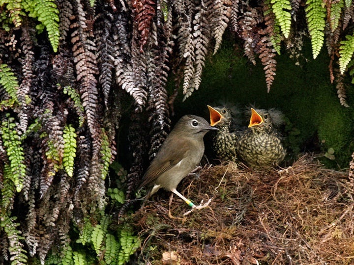 The secretive Puaiohi, also known as the Small Kauai Thrush, is highly endangered, with a population of around 500 individuals.
