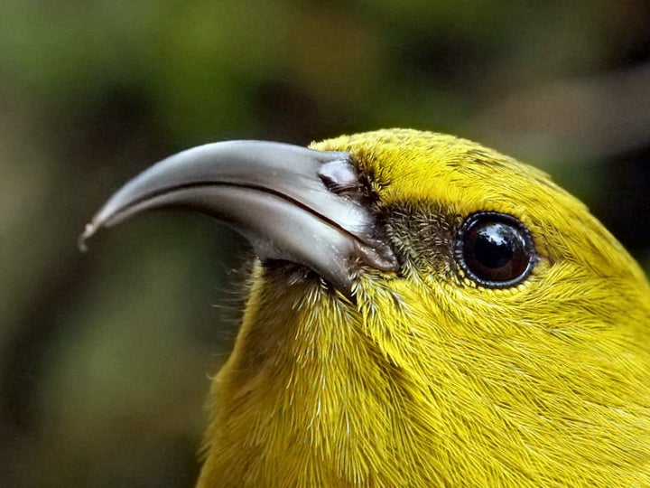 The Kauai 'Amakihi is a small, olive-green honeycreeper.