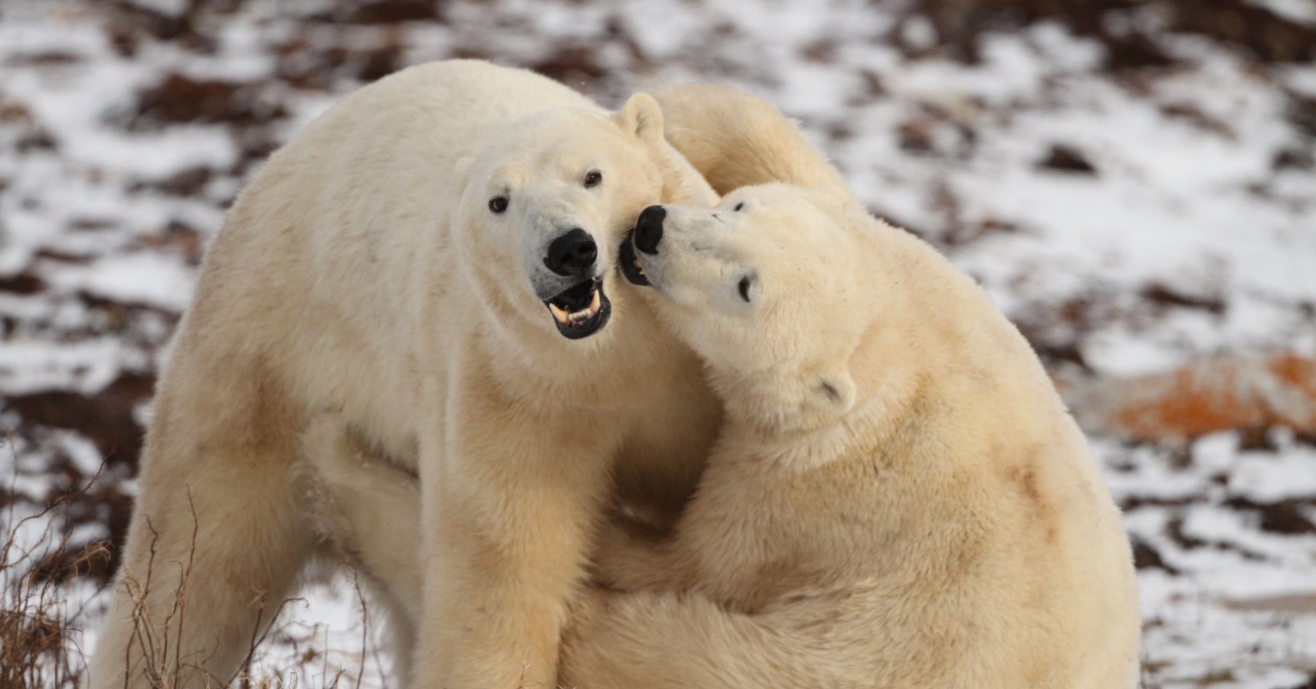 The Polar Bear Live Stream Is Back! | HuffPost