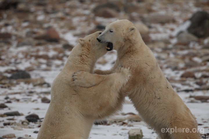 The Polar Bear Live Stream Is Back! | HuffPost Impact