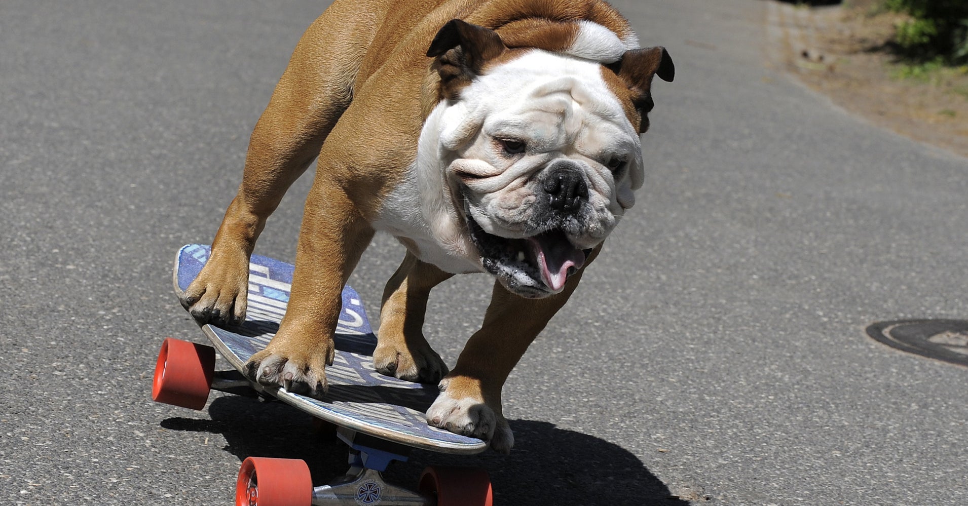 Tillman, Beloved Skateboarding Bulldog, Dies At The Age Of 10 HuffPost