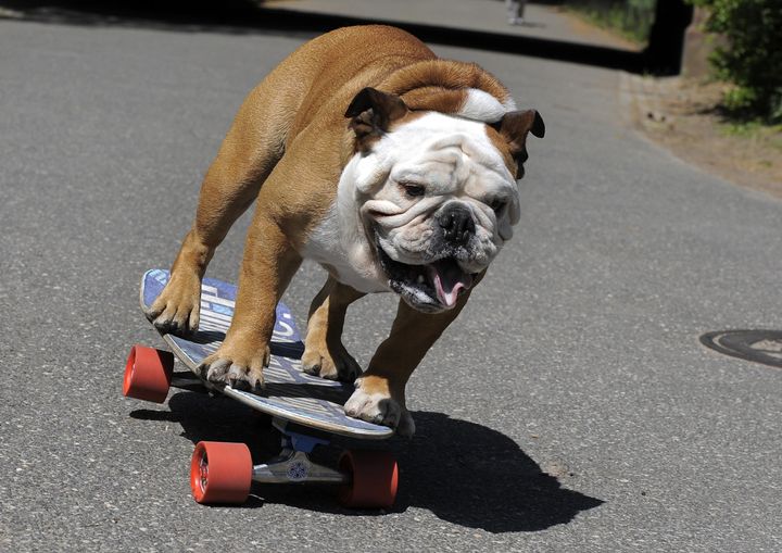 Tillman, Beloved Skateboarding Bulldog, Dies At The Age Of 10 | HuffPost