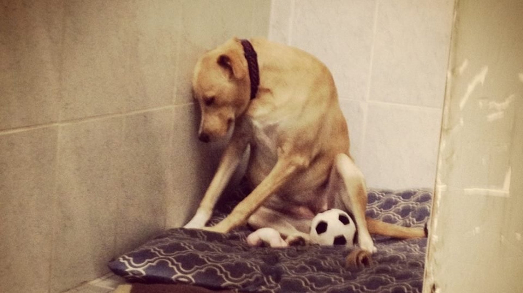 Dejected Dog Too Sad To Walk After Being Returned To Shelter HuffPost dejected-dog-too-sad-to-walk-after-being-returned-to-shelter-huffpost