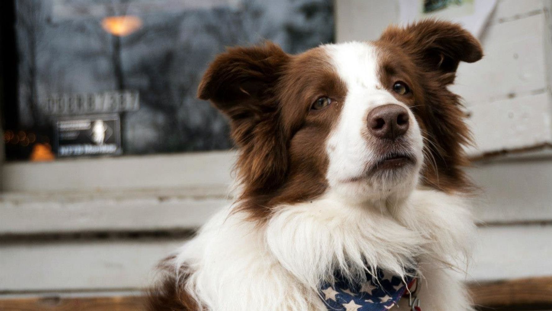 Dogs could get some political love next year