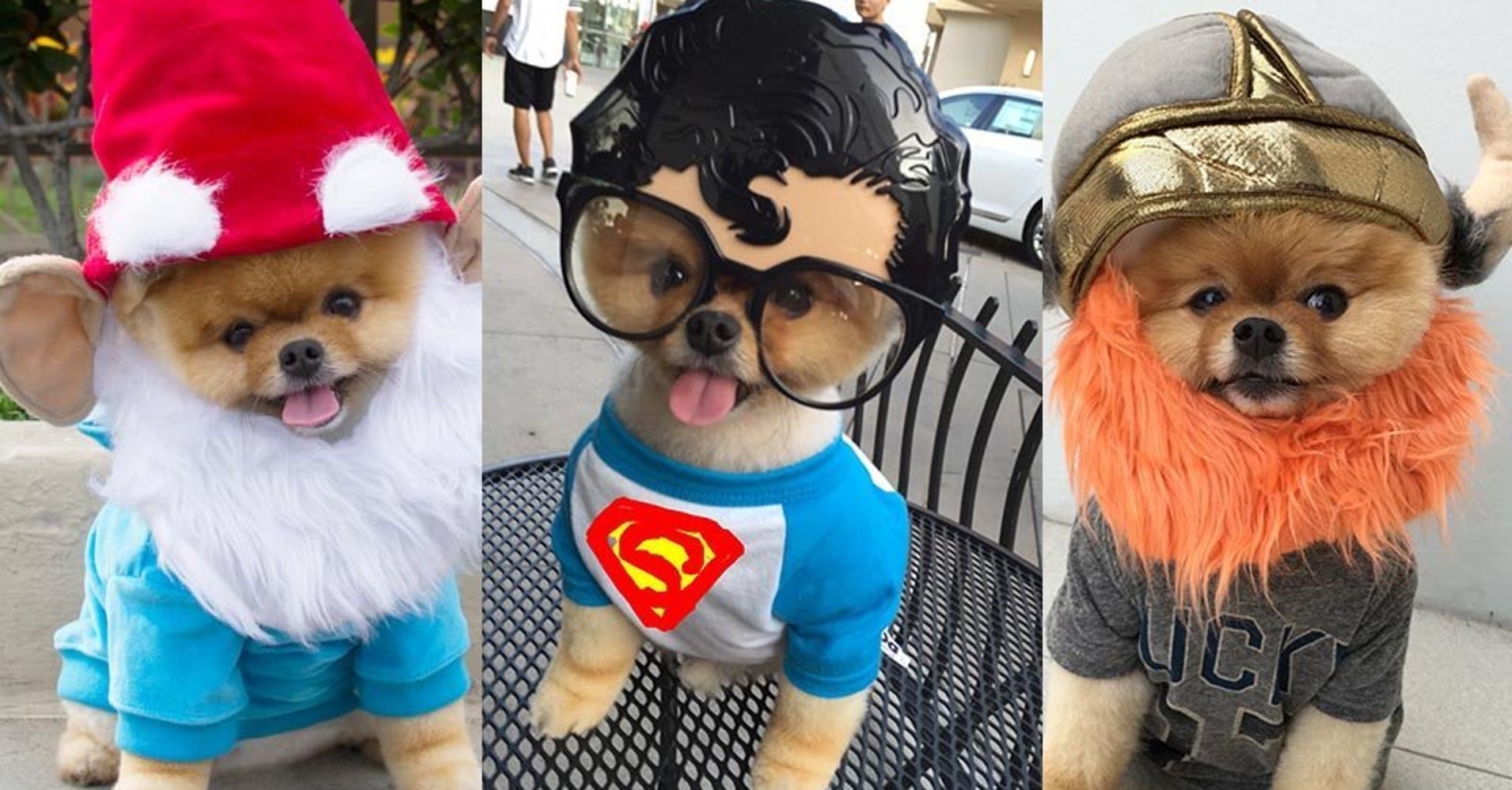 Jiff The Dog Just Won Halloween HuffPost