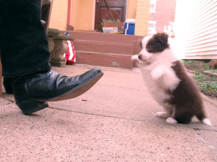 Mayor Lucy Lou as a puppy