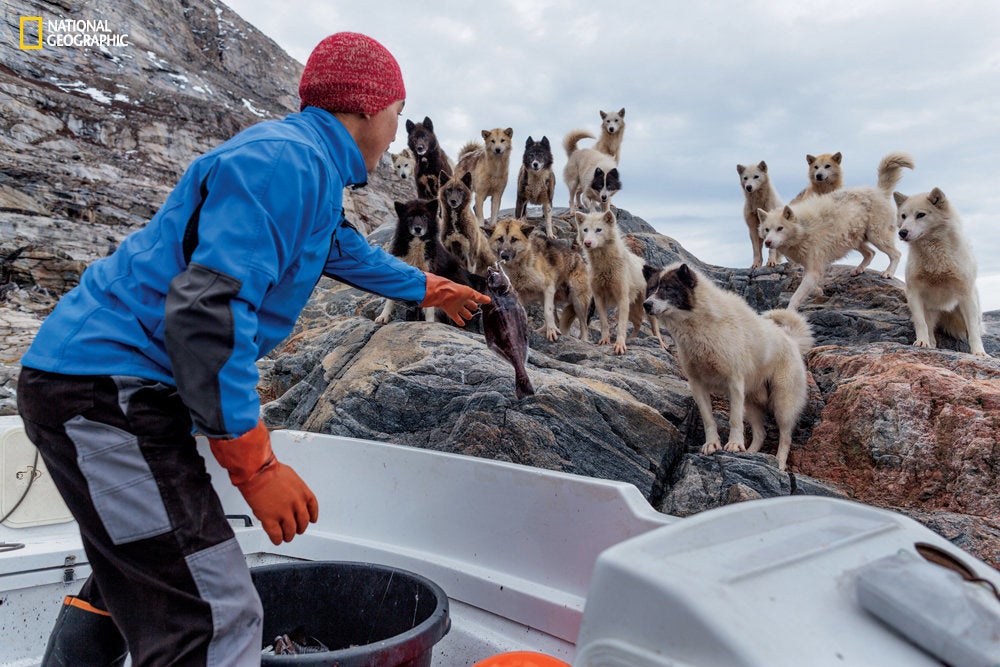 Many Greenlanders have had to kill their prized dogs because they cannot afford to maintain them throughout the year.