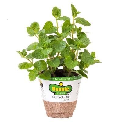 Bonnie Plants 4 in. Mint-Spearmint, $4.98