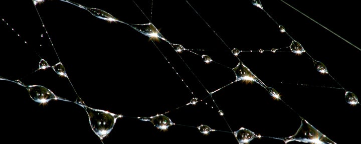 Droplets of water on a spider web.