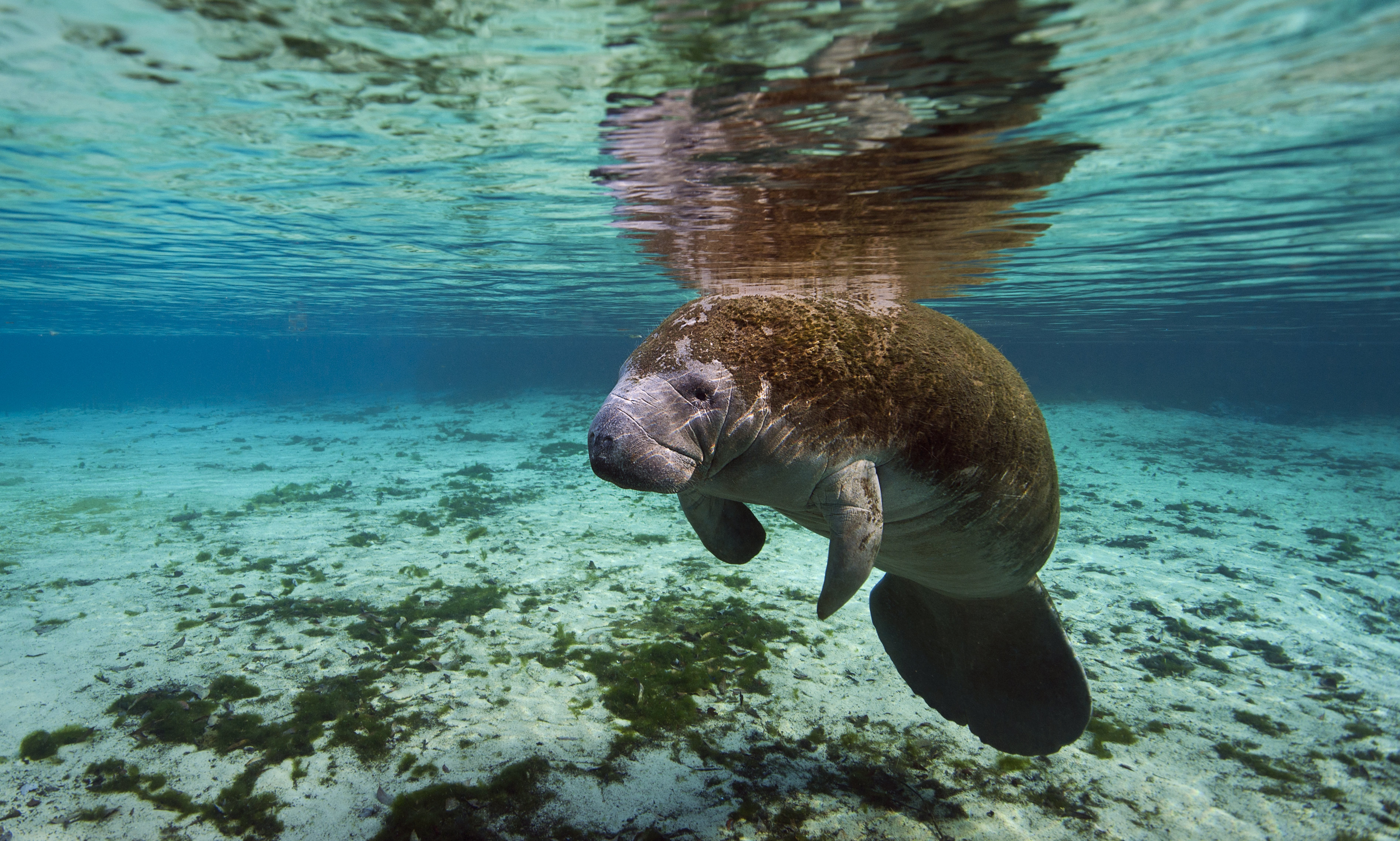 It's Manatee Awareness Month. Let's Celebrate. | HuffPost