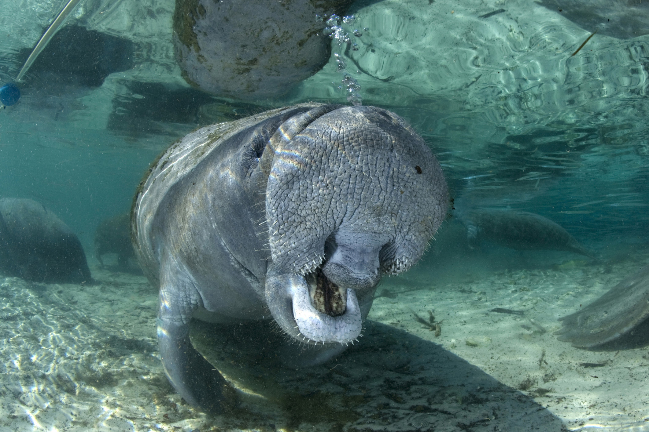 It's Manatee Awareness Month. Let's Celebrate. | HuffPost