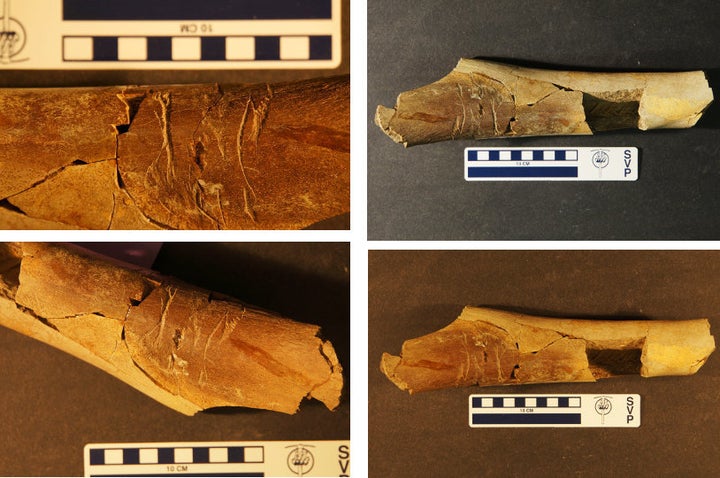 The tooth-traced Tyrannosaur long bone that was found in the Lance Formation of Wyoming.