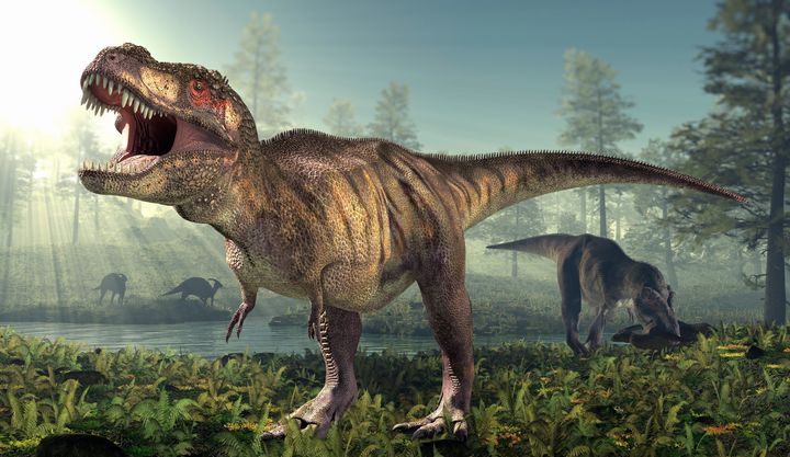 Scientists are finding more evidence that the Tyrannosaurus rex exhibited cannibalistic behavior.