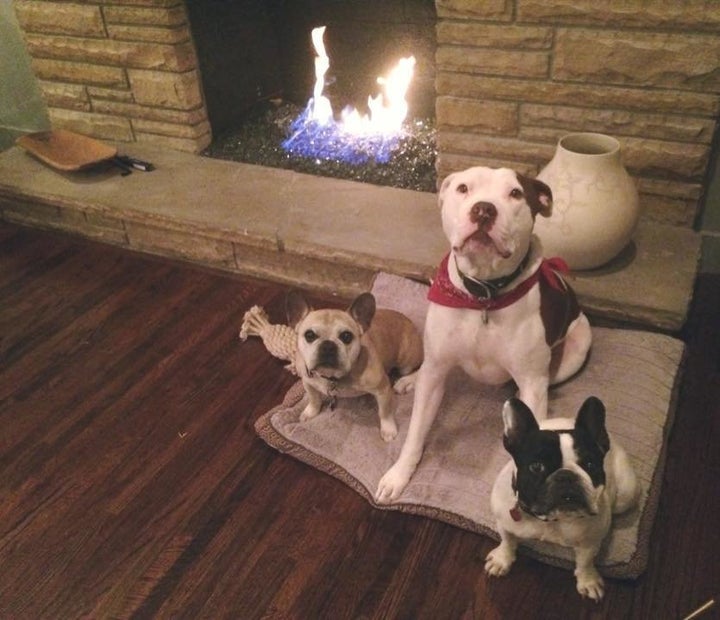 Luna with her foster siblings, Ollie and Captain Cowpants