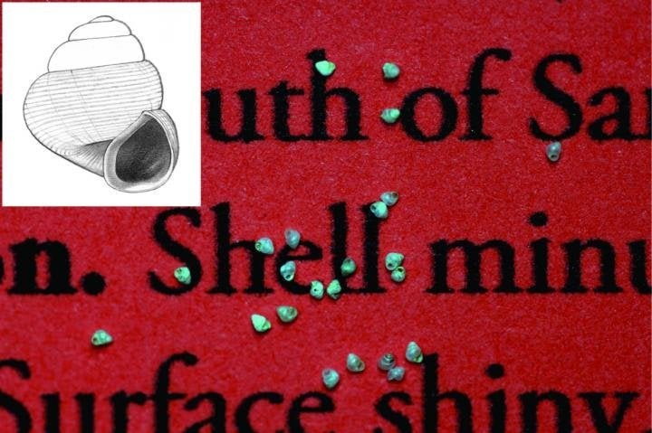The newly discovered <i>Acmella nana </i>snail is a tiny 0.7 millimeters in size.
