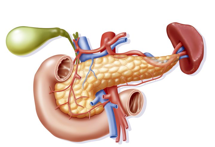 Illustration of the blood supply to the pancreas and its relationship to the gall bladder and the bile duct (green), the duodenum (beige) and the spleen (reddy-brown).
