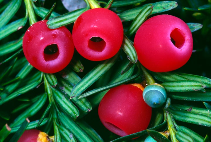 Yew berries, like these, were discovered by Dr. Max Coleman on the Fortingall tree.