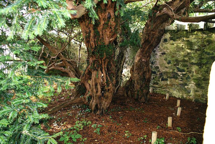 The Fortingall yew tree is believed to be one of the oldest trees in Europe.