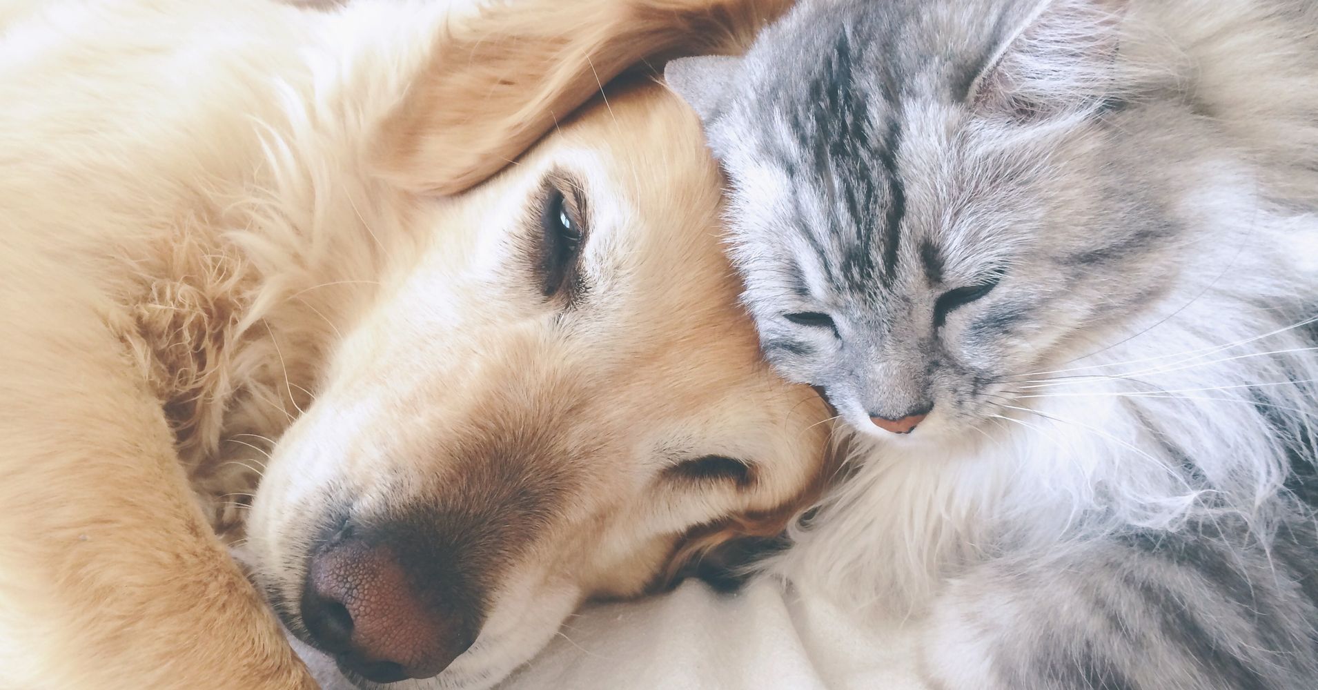 When Homeless Shelters Create Room For Pets, Everybody Wins | HuffPost