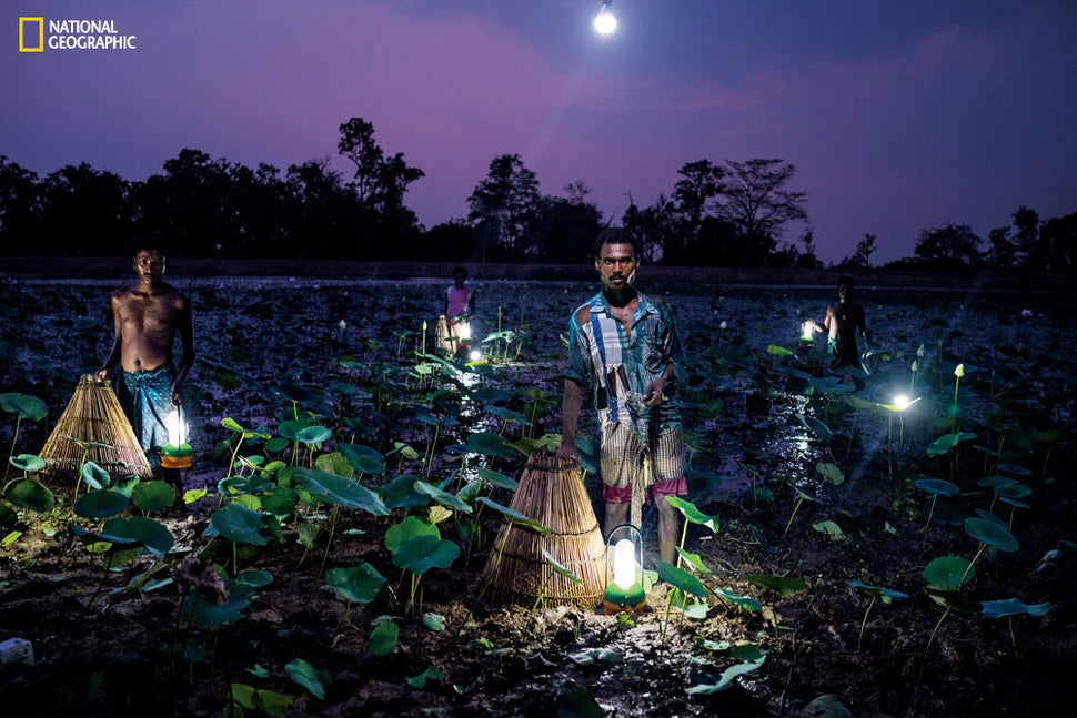 In India’s state of Odisha villagers trap fish using cone-shaped baskets and solar light. Fewer than half of Odisha&rsq