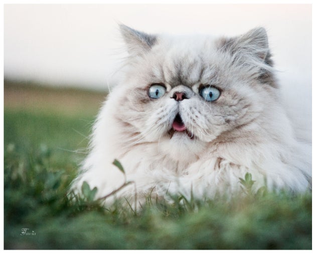 No A Study Did Not Find That Your Cat Wants To Kill You Huffpost