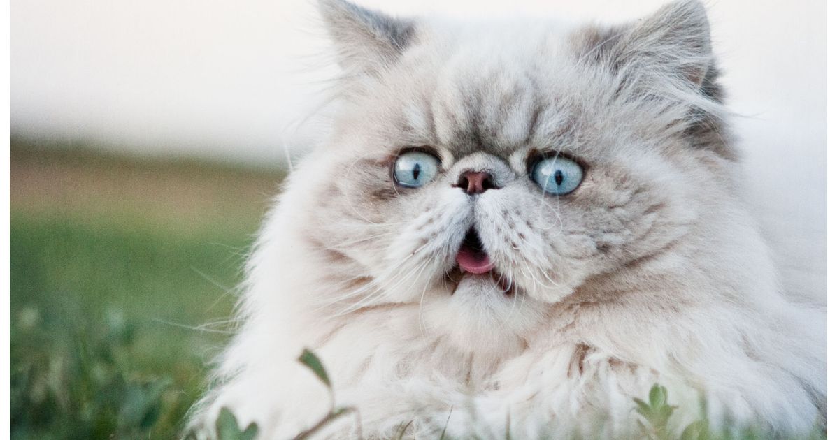 Персидская кошка смешные фото