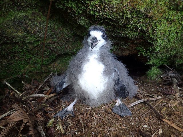 A downy, endangered Hawaiian petrel chick is pictured in its old burrow prior to translocation.