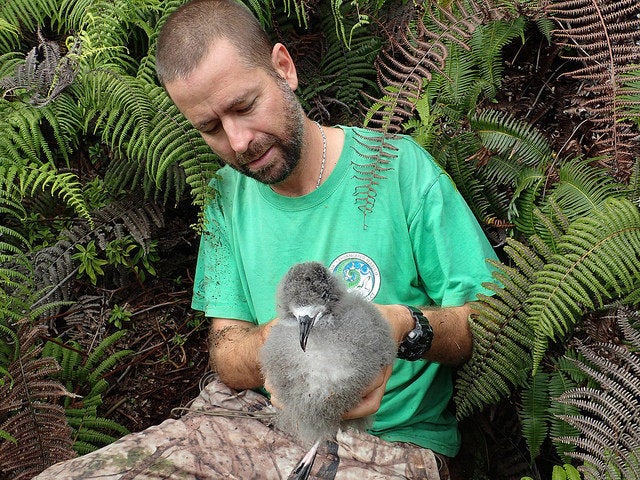 André Raine of the Kauai Endangered Seabird Recovery Project carefully removes a Hawaiian petrel chick from its b