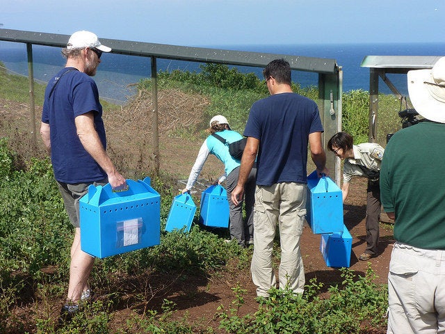 Hawaiian petrel chicks arriving at their new home.